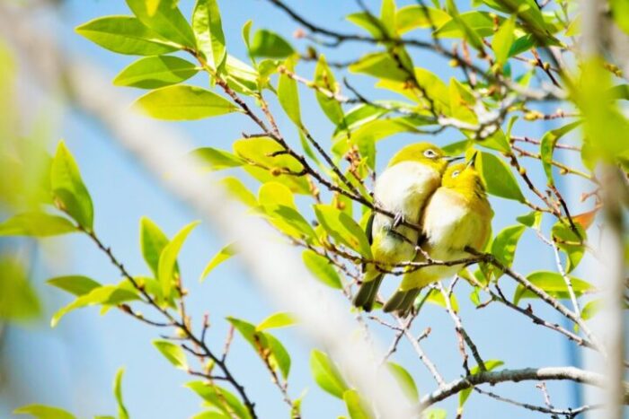 番いの動物やペアの小物をよく目にする