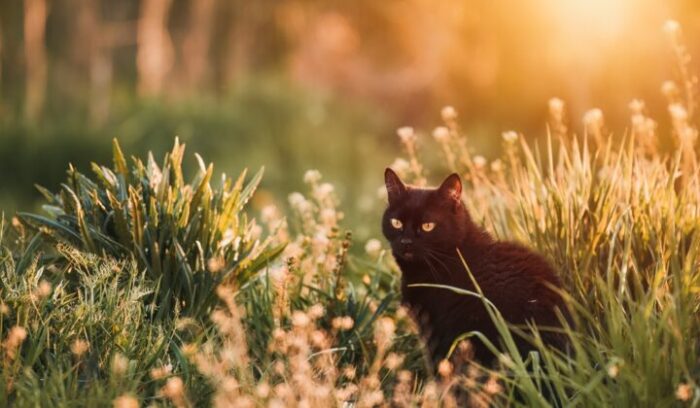 黒猫に関する夢