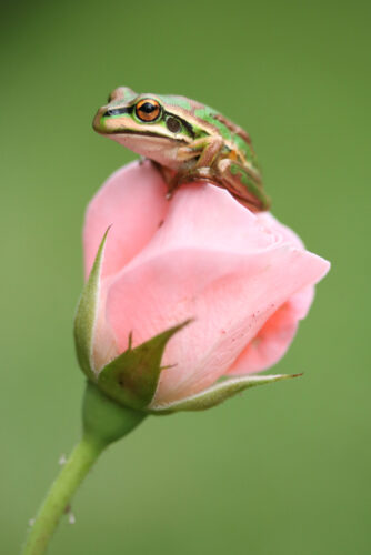 ピンクの薔薇とカエル：返事が返ってくる